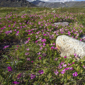 Framboisier arctique - Rubus arcticus - Fruitiers Arbres et arbustes