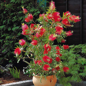 Rince-bouteille - Callistemon - Rince-bouteille - Callistemon laevis