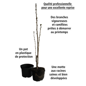 Lilas des Indes Petit Pink