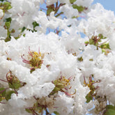 Lilas des Indes blanc - Willemse
