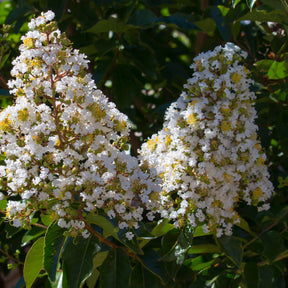 Lilas des Indes - Lilas des Indes blanc - Lagerstroemia indica Neige d'Été