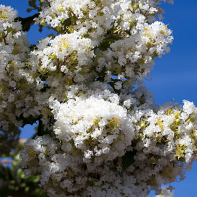 Lagerstroemia indica Neige d'Été - Lilas des Indes blanc - Lilas des Indes