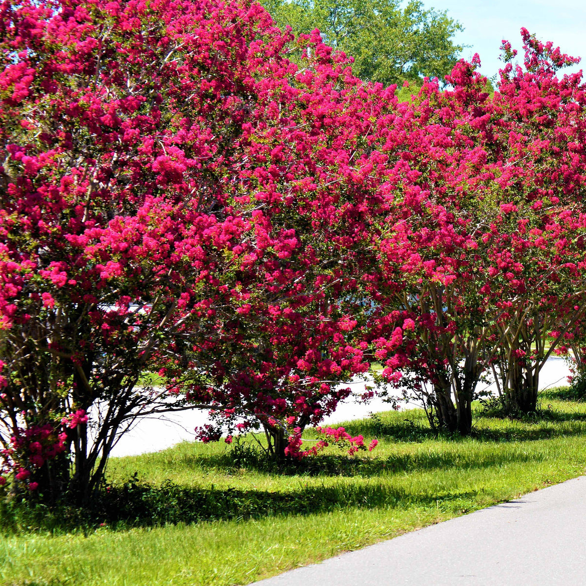 Lilas des Indes rouge - Lagerstroemia indica Red Imperator - Arbustes