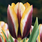 10 Tulipes Gavota - Willemse