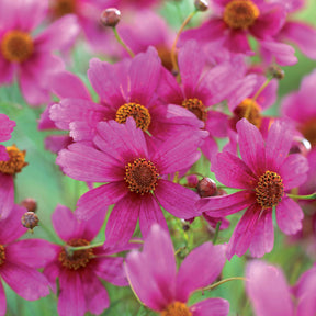 Coreopsis rosea heaven's gate - Coreopsis rose Heaven's gate - Coréopsis