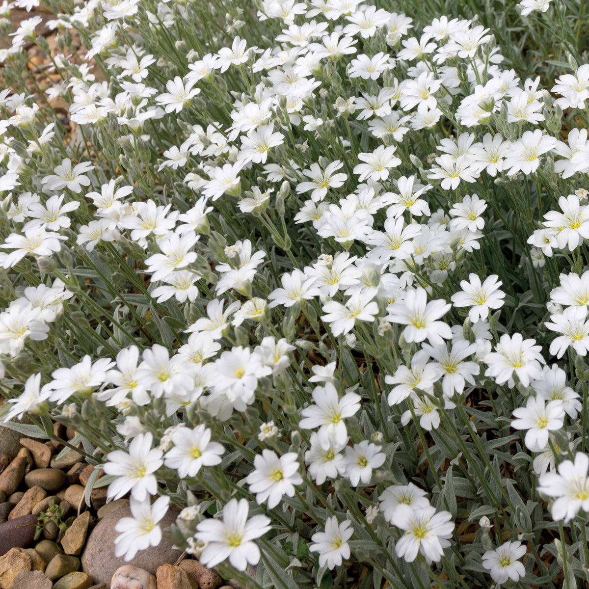 3 Céraistes - Corbeille d'argent - Cerastium tomentosum - Vivaces couvre-sol