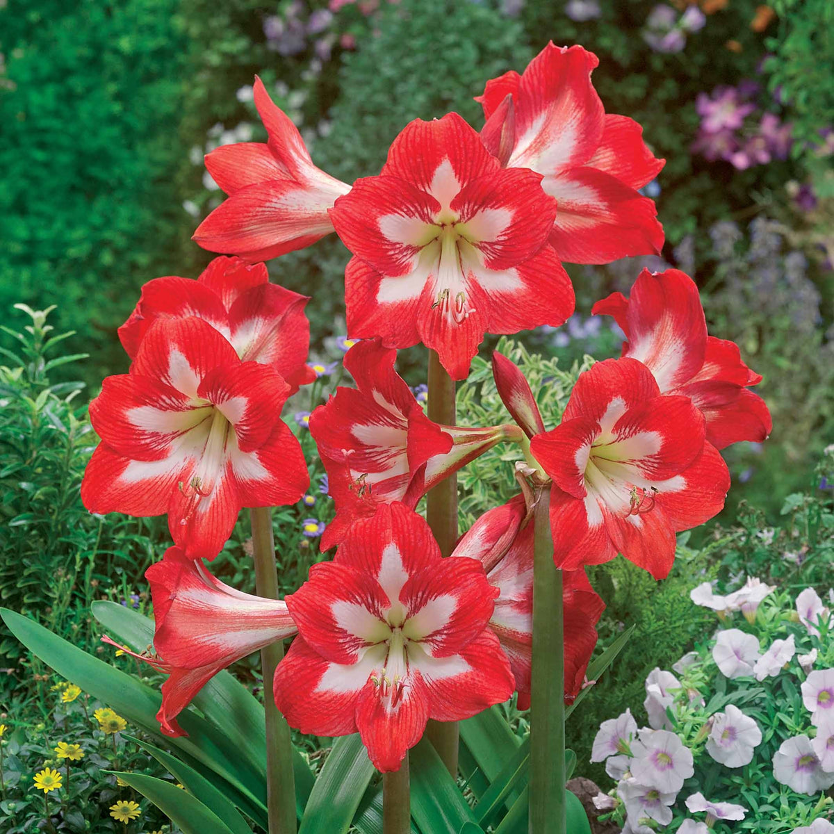 3 Amaryllis de jardin Sonatini Eye Catcher - Amaryllis sonatini eye catcher - Plantes d'intérieur