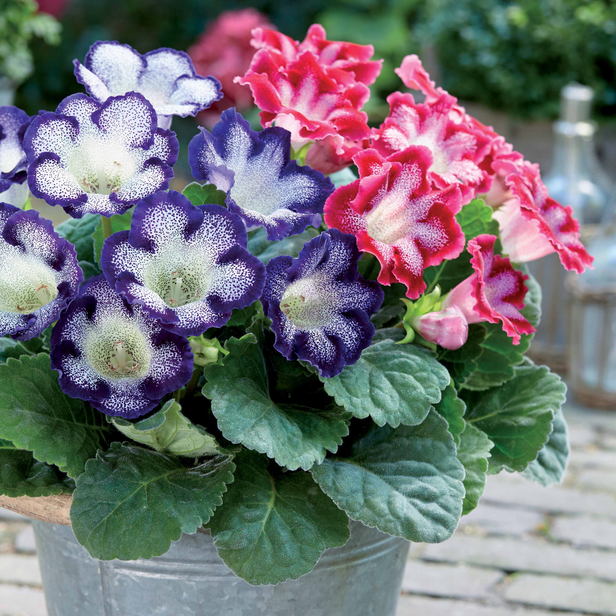 2 Gloxinias tachetés en mélange - Sinningia speciosa tiger blue , tiger red - Bulbes à fleurs