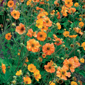 Benoîte Totally tangerine - Geum Totally tangerine - Willemse