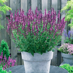 3 Sauges des bois Friesland Pink - Willemse