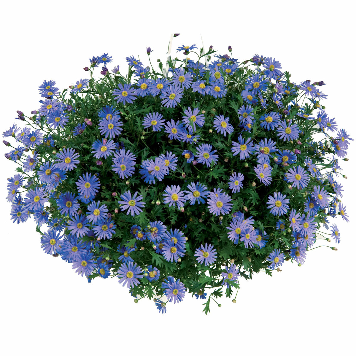 3 Brachycomes - Brachyscome - Willemse