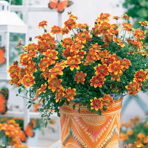 3 Bidens rouge orange - Bidens ferulifolia beedance painted yellow - Plantes