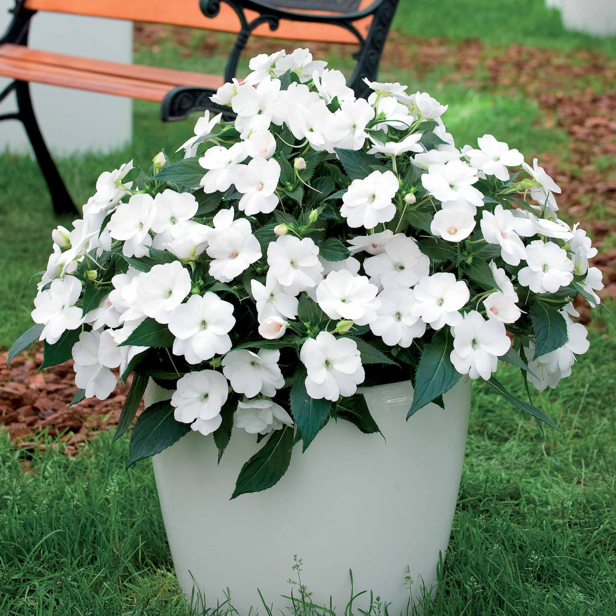 3 Sunpatiens blanc - Sunpatiens - Plantes