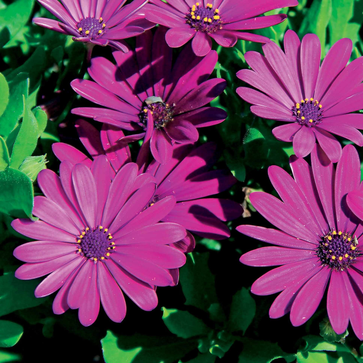 3 Marguerites du Cap pourpres - Osteospermum margarita purple - Plantes