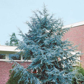Conifères - Cèdre bleu de l'Atlas - Cedrus atlantica glauca