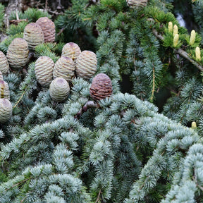 Cèdre bleu de l'Atlas - Cedrus atlantica glauca - Willemse