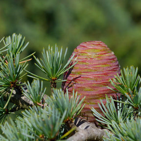 Cedrus atlantica glauca - Cèdre bleu de l'Atlas - Conifères