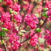 Groseillier à fleurs King Edward VII - Willemse