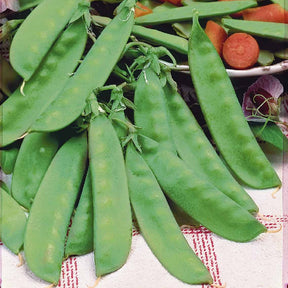 Pisum sativum héraut - Pois mangetout Héraut - Pois et petits pois
