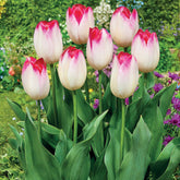 10 Tulipes Supri Erotic - Willemse