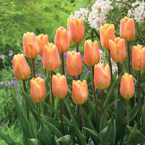 10 Tulipes triomphe Bellville - Tulipa triomphe belleville - Plantes