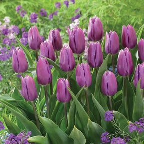 10 Tulipes triomphe Blue Beauty - Tulipa triomphe blue beauty - Plantes
