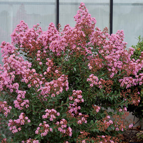 Lilas des indes Eveline - Willemse