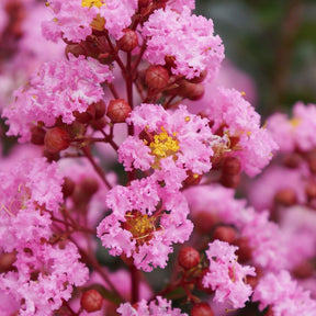 Lilas des Indes - Lilas des indes Eveline - Lagerstroemia indica Eveline