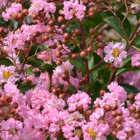 Vente Lilas des indes Eveline - Lagerstroemia indica Eveline