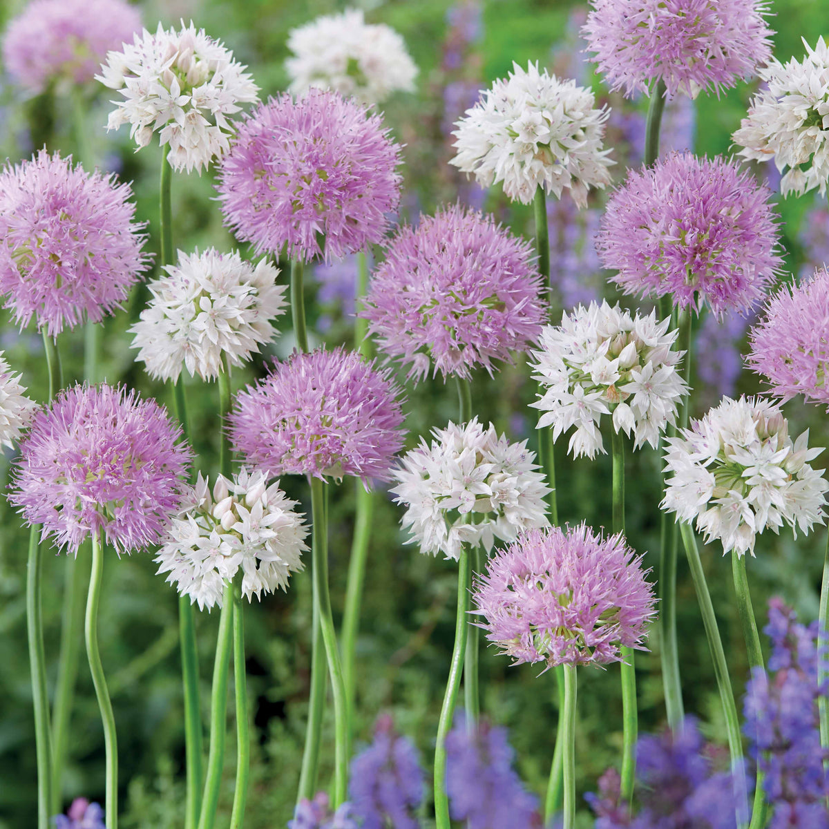 10 Alliums Rosy Dream - Allium carolinianum rosy dream - Plantes