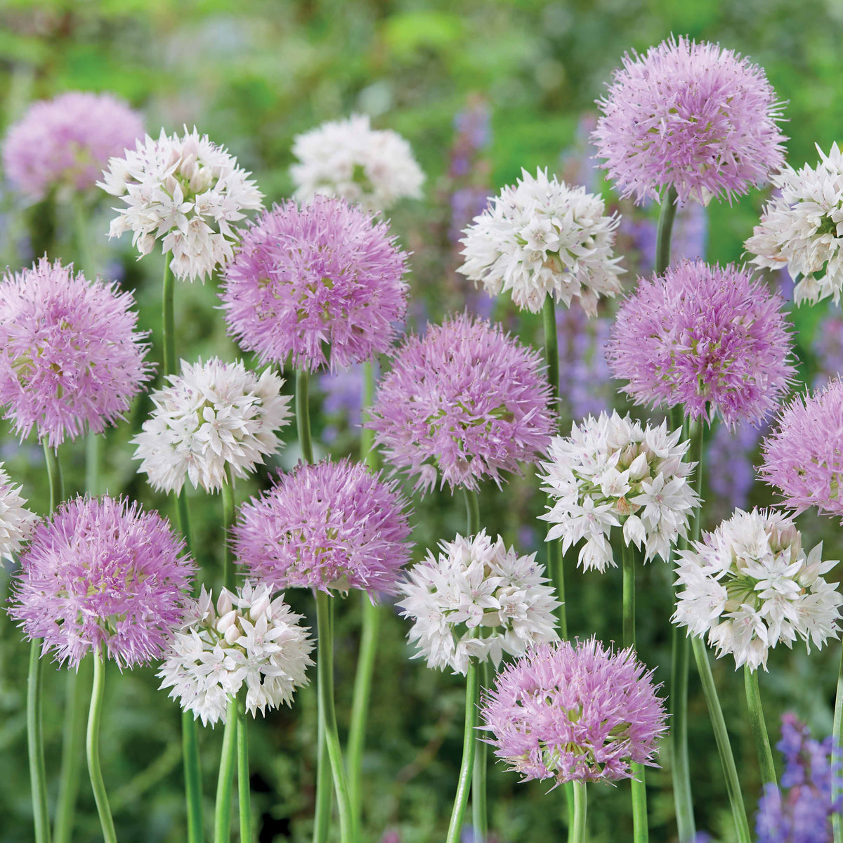 10 Alliums Graceful Beauty - Allium graceful beauty - Plantes