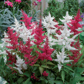 2 Astilbes - Willemse