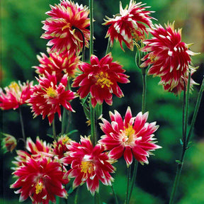 Aquilegia nora barlow - Ancolie Nora Barlow - Ancolie