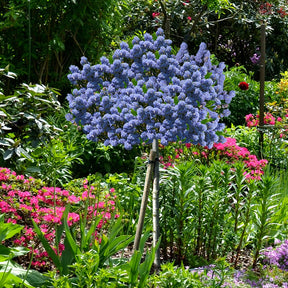 Céanothe Blue Mound sur tige