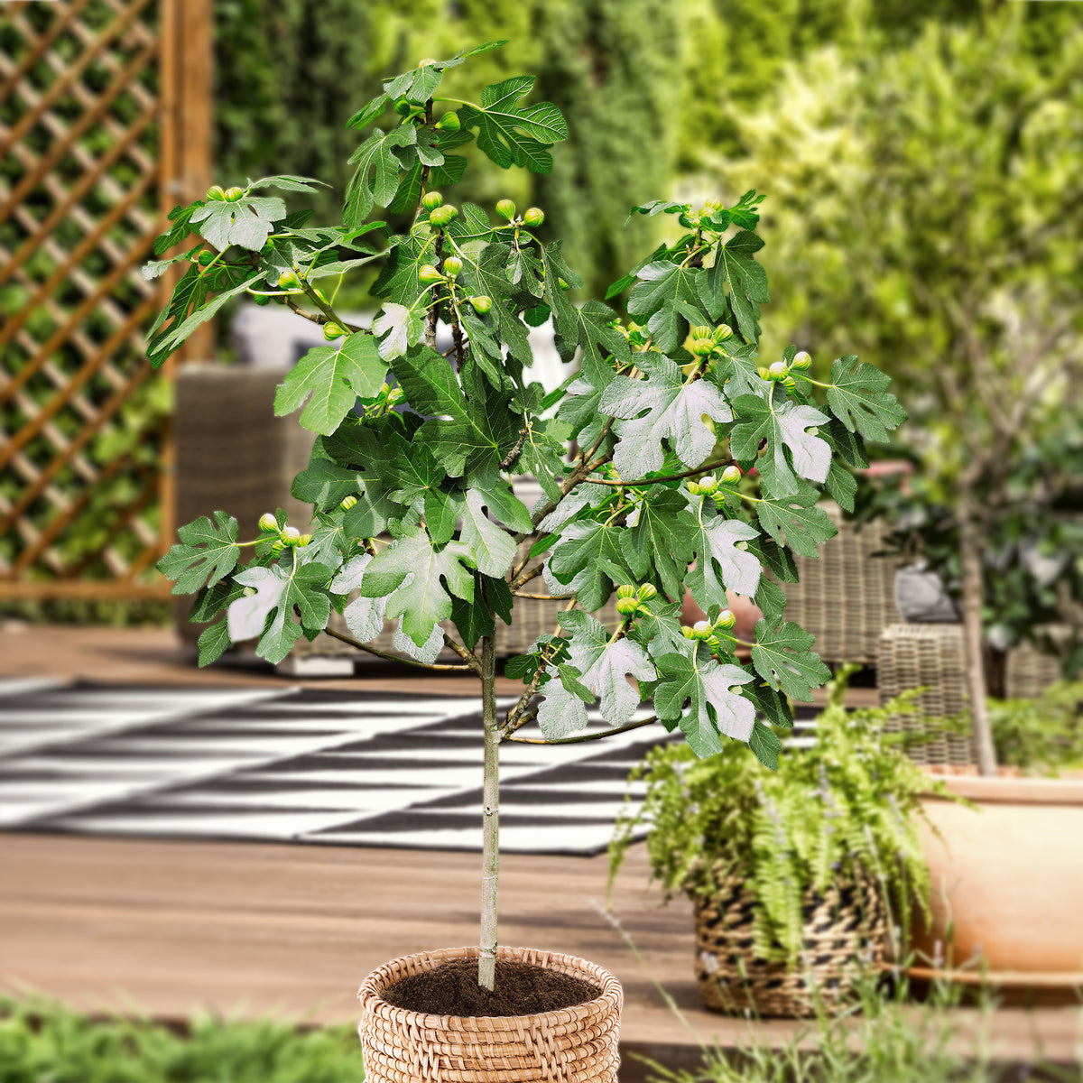 Figuier sur tige - Ficus carica - Plantes