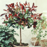 Photinia Red Robin sur tige - Willemse