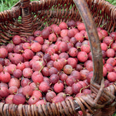 Groseillier à maquereau - Ribes uva-crispa - Plantes