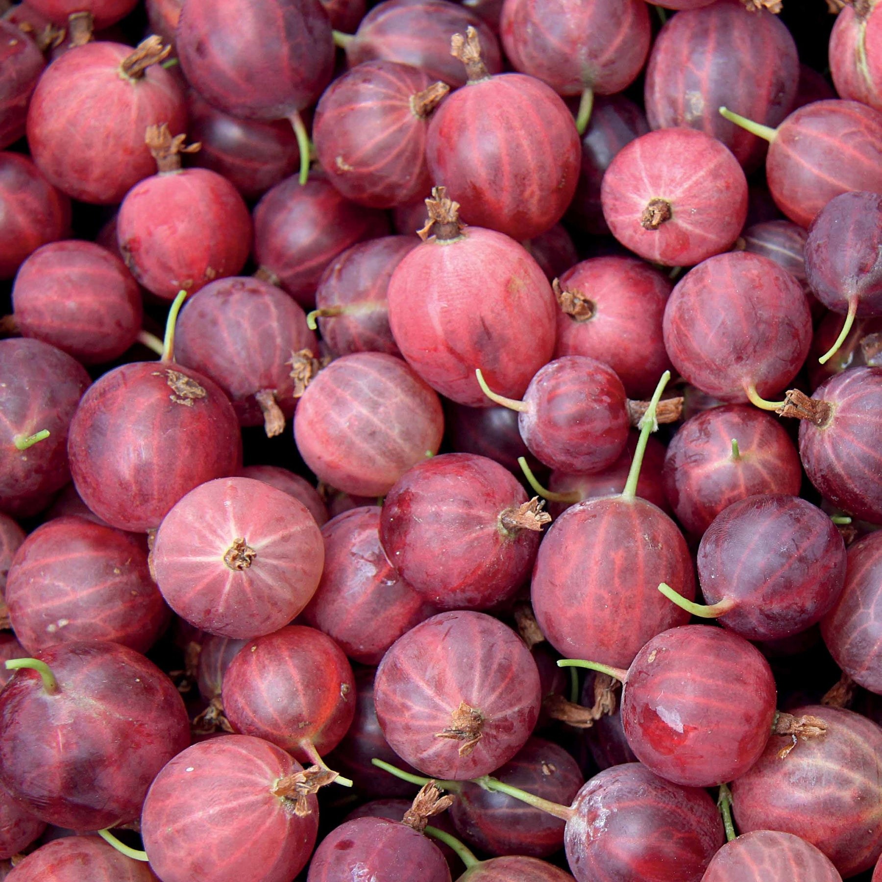 Groseillier à maquereau - Ribes uva-crispa - Fruitiers Arbres et arbustes