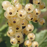 Groseillier White Pearl - Ribes rubrum white pearl - Plantes