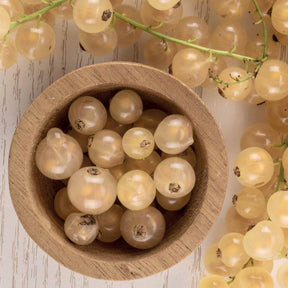 Groseillier White Pearl - Ribes rubrum white pearl - Willemse