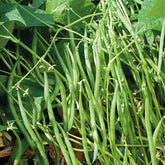 Haricot nain Carrousel ( 50 gr ) - Phaseolus vulgaris nain carrousel( 50 gr) - Potager