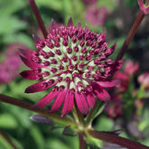 3 Astrances purple joyce - Willemse