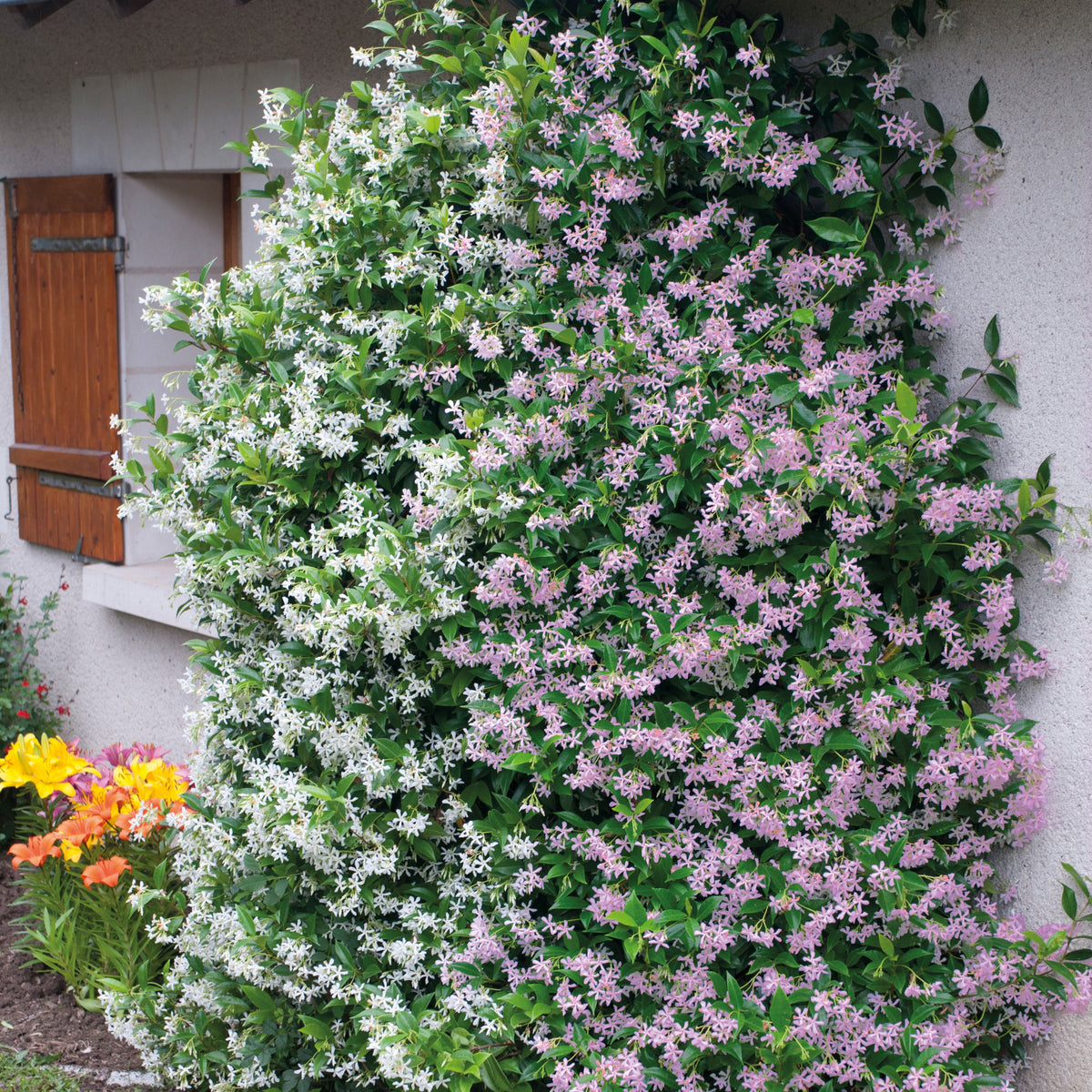 Collection de 2 Jasmin étoilé rose et blanc - Trachelospermum jasminoides - Plantes