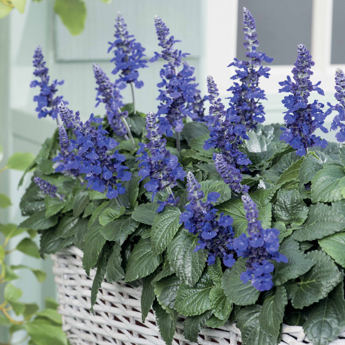 3 Sauge Mysty - Salvia mysty - Plantes vivaces