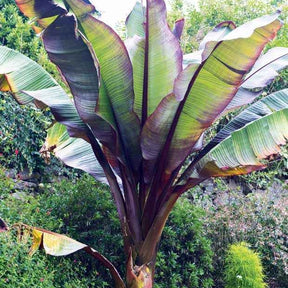 Bananier rouge d'Abyssinie - Ensete ventricosum Maurelii - Willemse