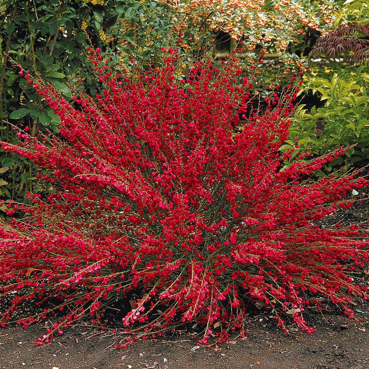 Genêt rouge - Cytisus praecox Boskoop Ruby - Willemse