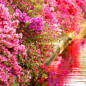 Azalea japonica pink - Azalée du Japon rose - Azalées