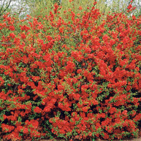 Cognassier du Japon - Chaenomeles japonica - Plantes