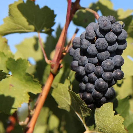 Vigne Merlot - Vitis vinifera merlot - Fruitiers Arbres et arbustes