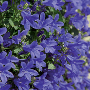 Campanula poscharskyana - Campanule des murets - Campanule